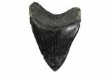 Fossil Megalodon Tooth - Georgia #151522-1